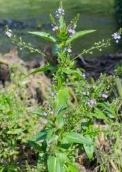 Veronica anagallis-aquatica. Habit. The Brook, Nelson.
 Image: P.J. Garnock-Jones © P.J. Garnock-Jones CC-BY-NC 3.0 NZ